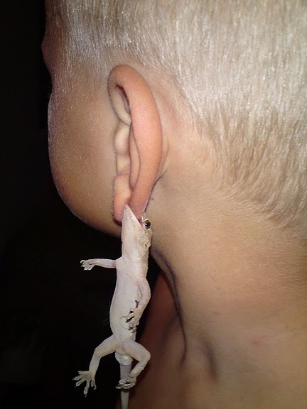 a lizard biting a boy's earlobe, turning itself into a living earring